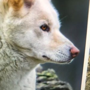 Meet your Posher, Donald